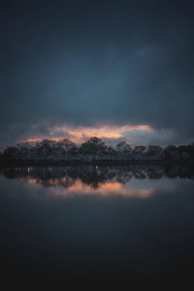 Cherry Blossom Sunset picture