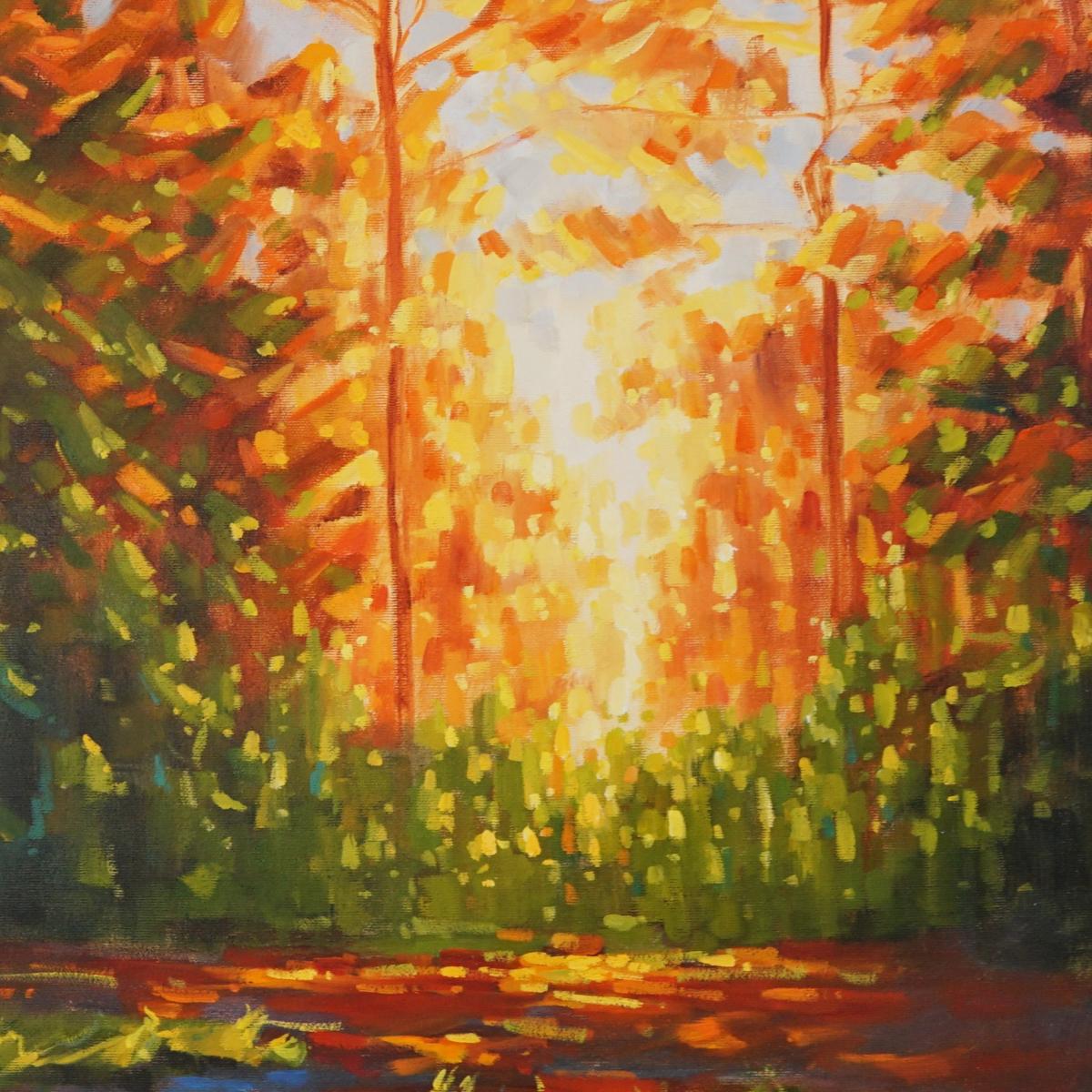 Sunset behind the pines picture