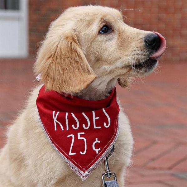 Pet Bandana picture