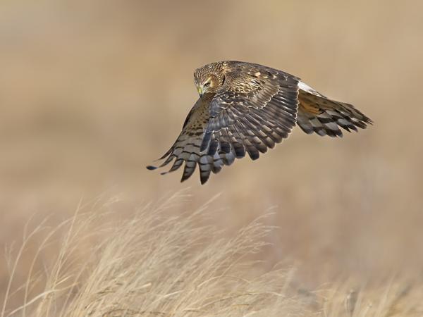 On The Wing Bird Photography