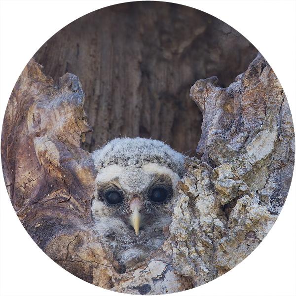 Barred owl young picture