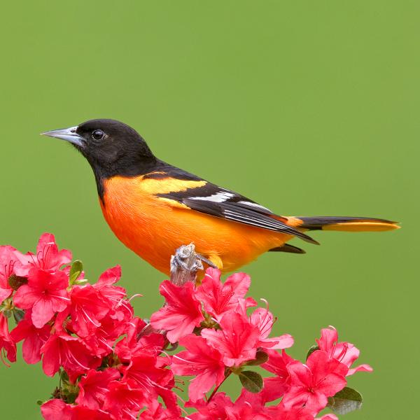 Baltimore oriole printed on trivet