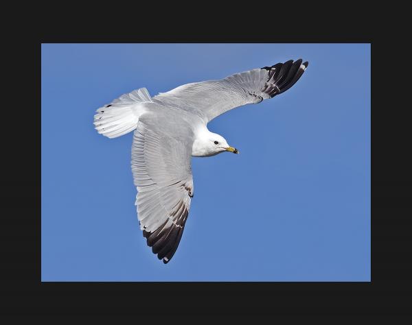 Ring billed seagull picture