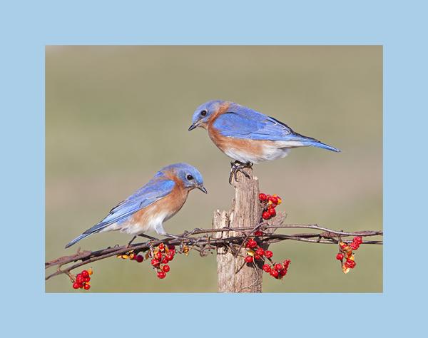 Eastern bluebird pair
