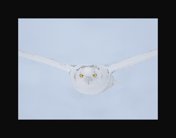 Snowy owl