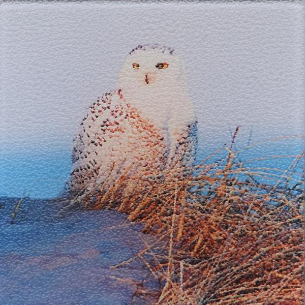 Snowy owl trivet picture