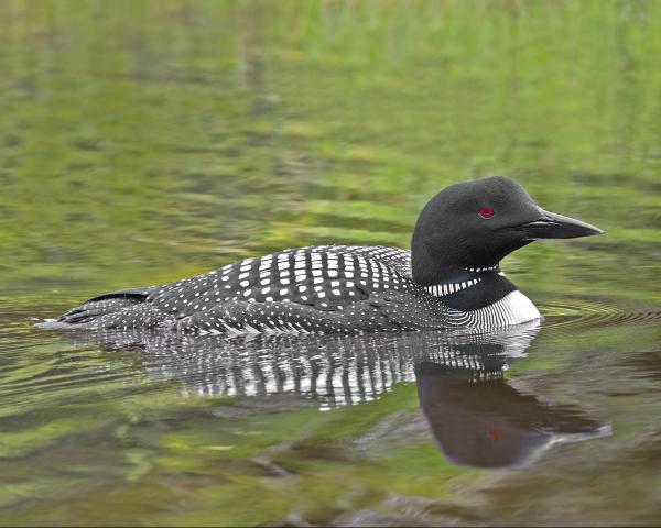 8 x 10 Common loon