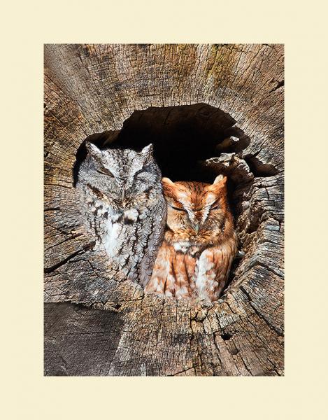 Eastern screech owl pair