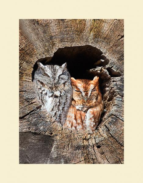 Eastern screech owl pair picture