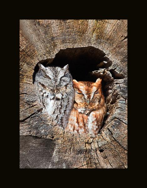 Eastern screech owl pair picture