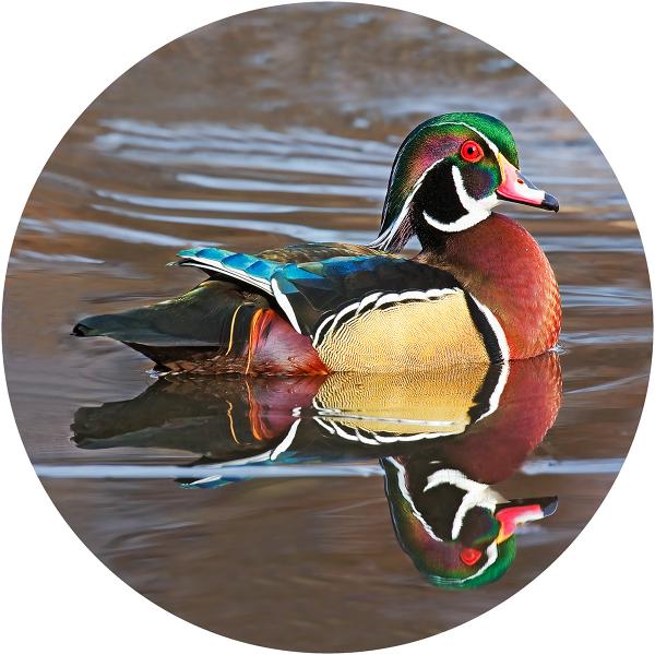 Wood duck picture