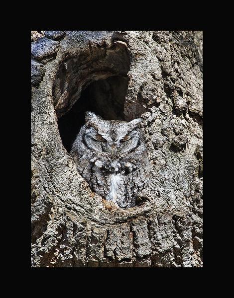 Eastern screech owl picture