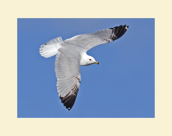 Ring billed seagull picture