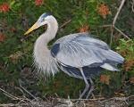 8 x 10 Great blue heron on nest