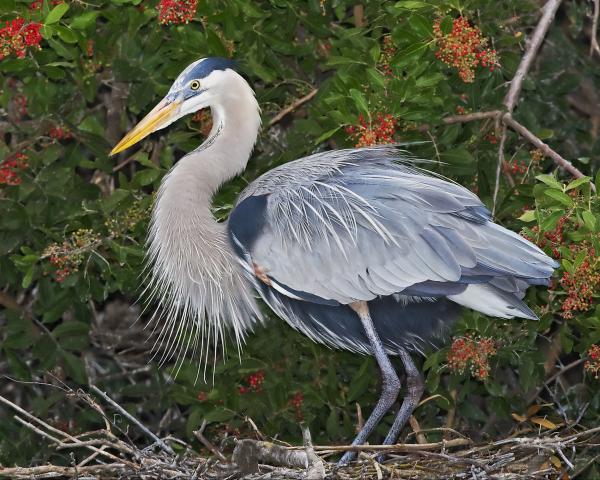 8 x 10 Great blue heron on nest picture