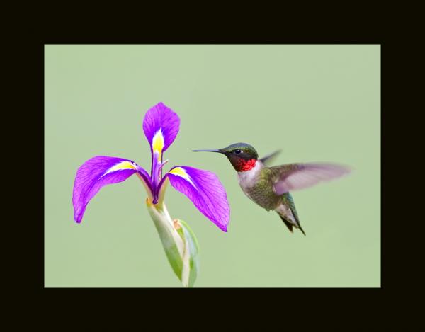 5 x 7 Hummingbird and iris matted print