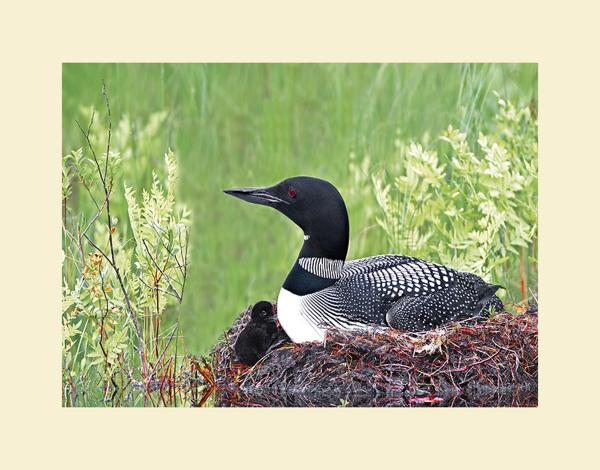 Common loon with chick picture