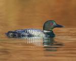 8 x 10 Common loon