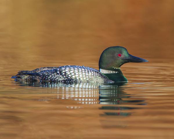 8 x 10 Common loon picture