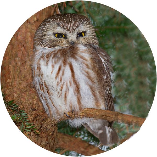 Northern Sawhet owl picture