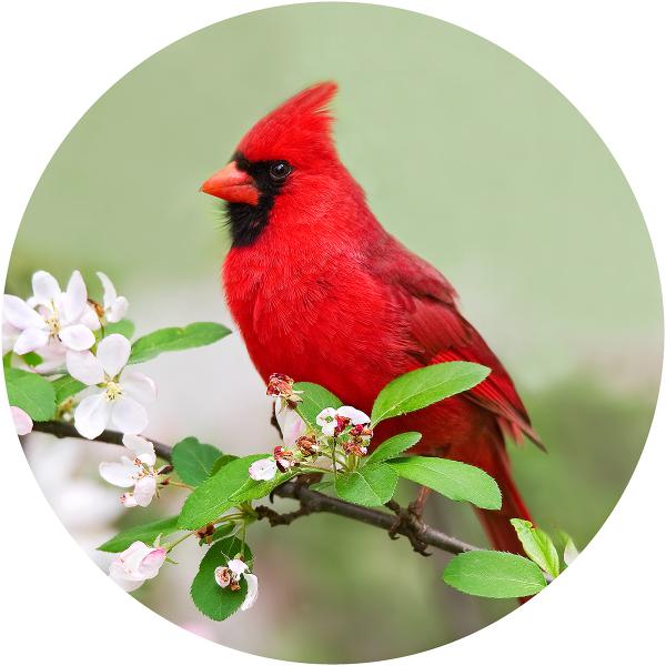 Northern cardinal on flowers picture