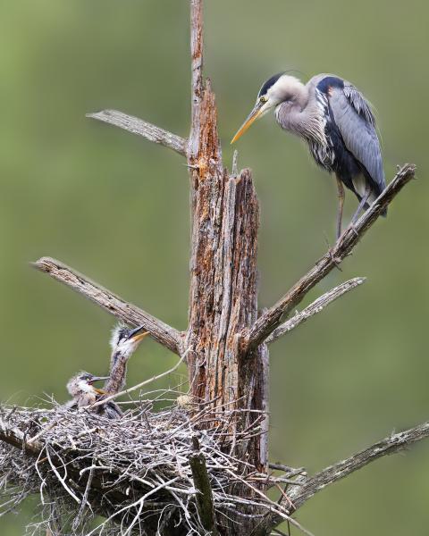 8 x 10 Great blue heron and young