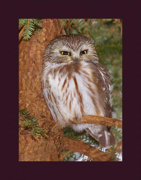 Sawhet owl picture
