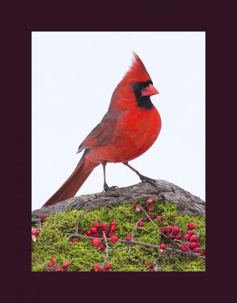 Northern cardinal picture