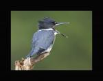 Belted kingfisher