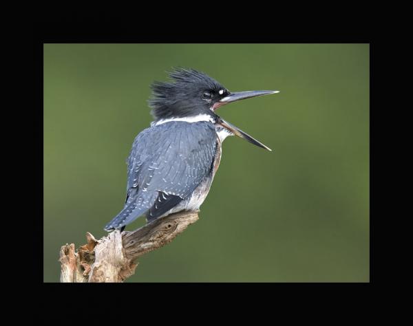 Belted kingfisher picture