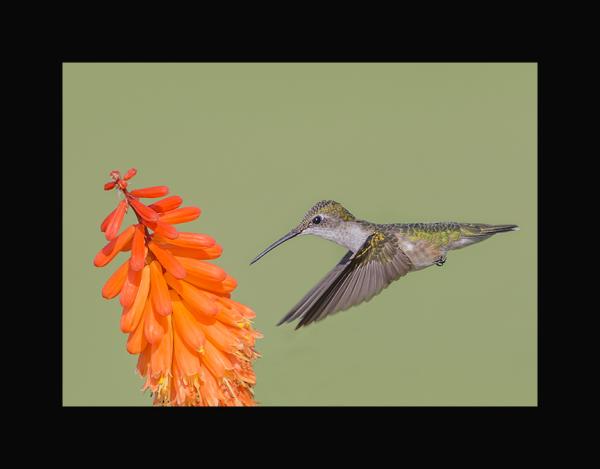 Ruby throated hummingbird picture