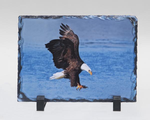 Bald eagle printed on slate