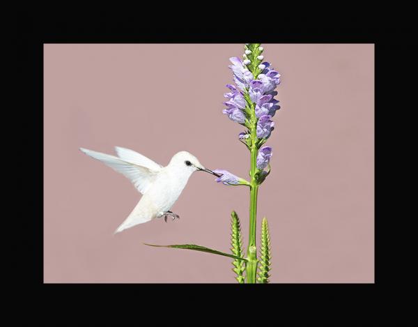 Ruby throated hummingbird Leucistic picture