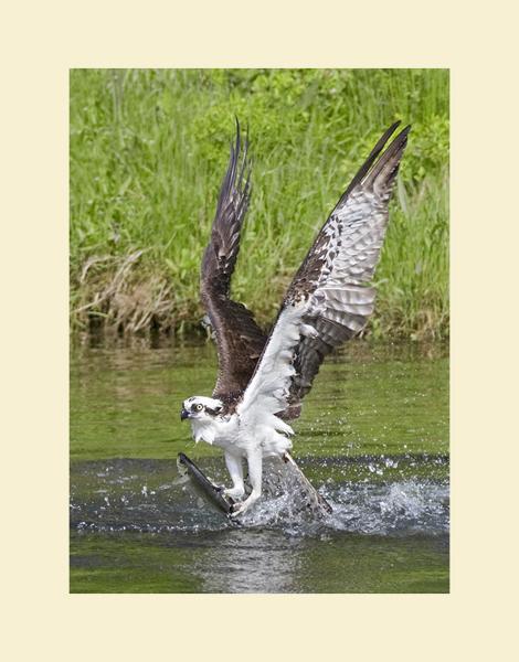 Osprey picture