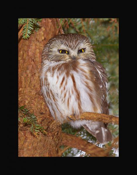 Sawhet owl picture