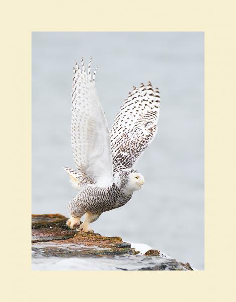 Snowy owl picture