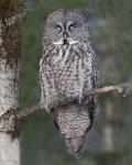 8 x 10 Great gray owl perched