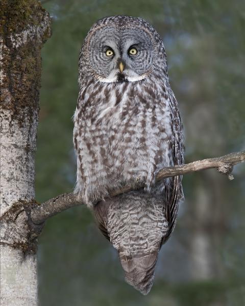 8 x 10 Great gray owl perched picture