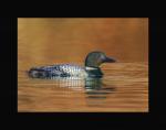 Common loon