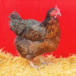 Chestnut chicken printed on a trivet