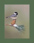 Black capped chickadee