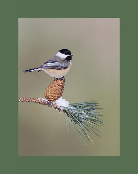 Black capped chickadee