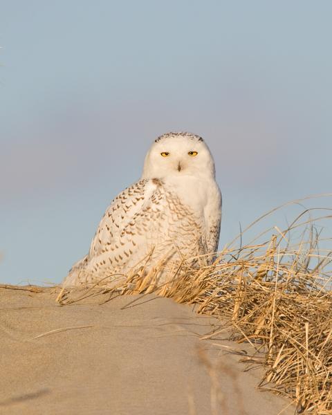 8 x 10 Snowy owl on dune picture