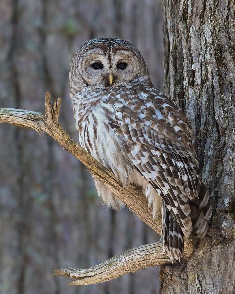 8 x 10 Barred owl male picture