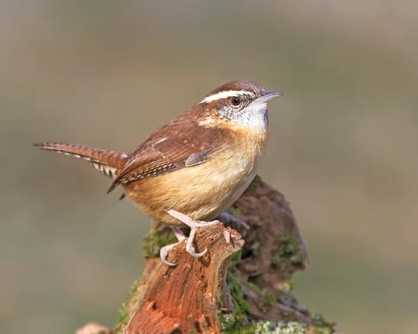 8 x 10 Carolina wren