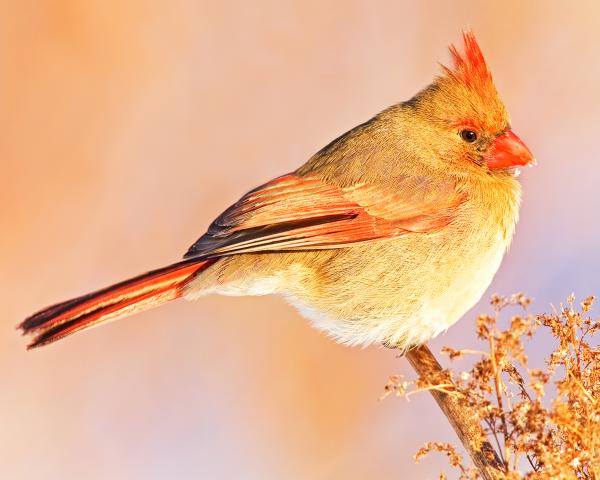 8 x 10 Northern cardinal female