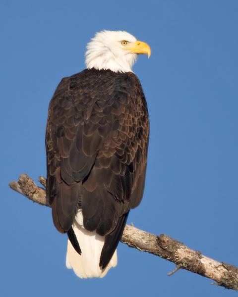 8 x 10 Bald eagle perched picture