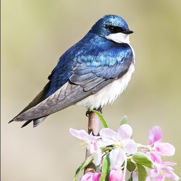 Tree swallow printed on a trivet