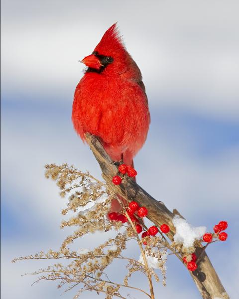 8 x 10 Northern cardinal winter picture