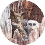 Great horned owl with chick